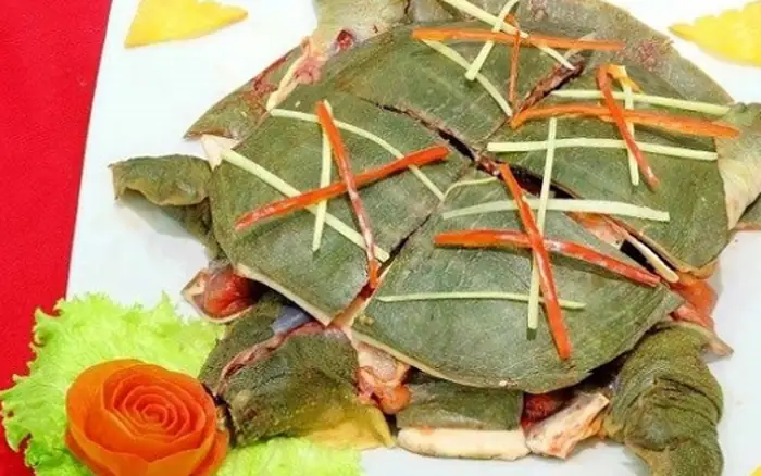 Ăn Thịt Ba Ba Có Xui Không? Phân Tích Từ Góc Độ Dân Gian Đến Khoa Học