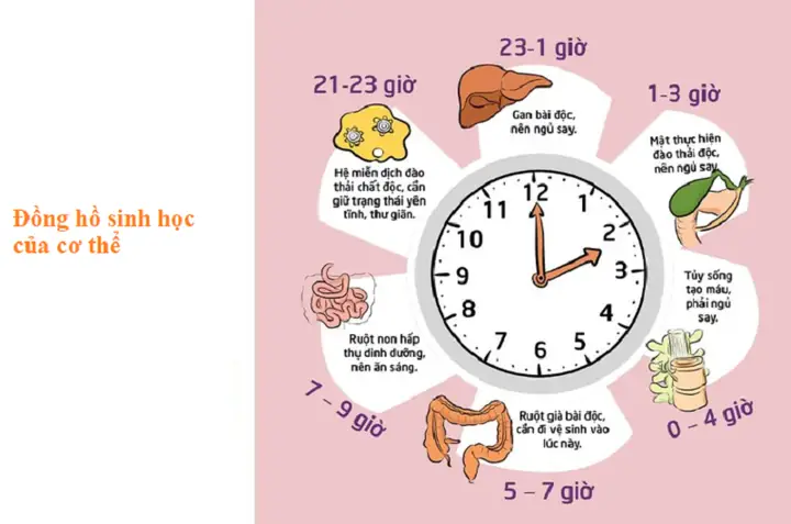 Buổi Sáng Từ Mấy Giờ Đến Mấy Giờ? Khung Giờ Vàng Cho Một Ngày Hiệu Quả