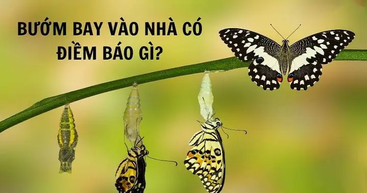 Bướm Bay Vào Nhà: Điềm Báo Tốt Hay Xấu? Giải Mã Ý Nghĩa Từ A Đến Z