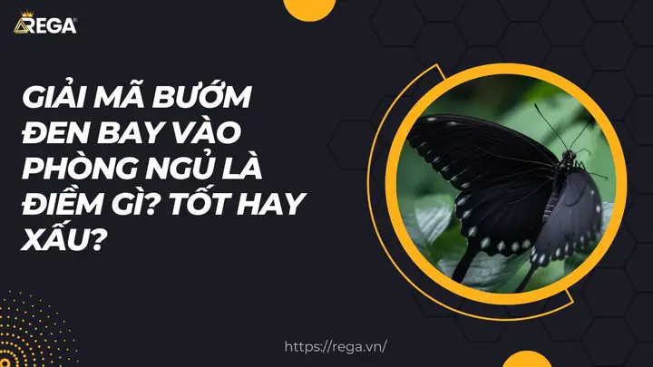 Bướm Đen Bay Vào Phòng Ngủ: Điềm Báo Tốt Hay Xấu Và Bí Quyết Xử Lý