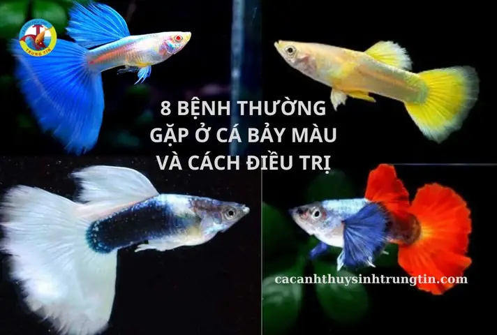 Cá Bảy Màu Bị Nấm: Nguyên Nhân, Triệu Chứng Và Cách Xử Lý Hiệu Quả
