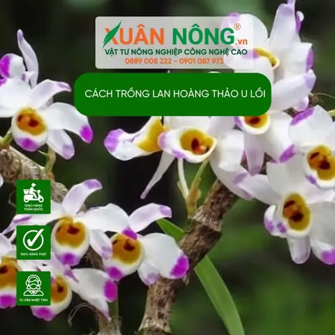 Hướng Dẫn Chi Tiết Cách Trồng Lan Hoàng Thảo U Lồi Năng Suất Cao