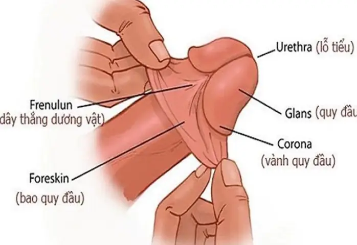 Cách Vệ Sinh Cho Trẻ Sơ Sinh Trai