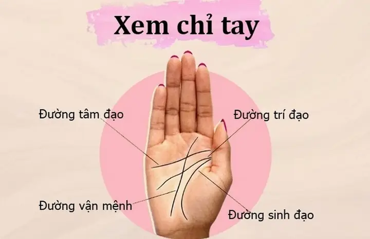 Chỉ Tay Trái Của Nữ Là Gì? Ý Nghĩa Chi Tiết Và Ứng Dụng