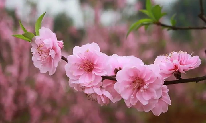Đặc Điểm Của Hoa Đào: Từ Hình Thái Đến Ý Nghĩa Văn Hóa