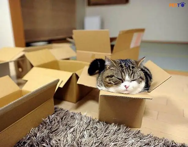 Dáng Ngủ Của Mèo Nói Lên Điều Gì? Phân Tích Chi Tiết 15 Tư Thế