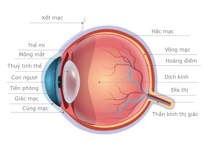 Dấu Hiệu Nhận Biết Giác Mạc Mỏng