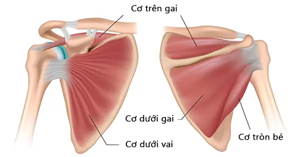 Đau Nhức Cánh Tay Trái: Nguyên Nhân & Cách Xử Lý Tổng Hợp