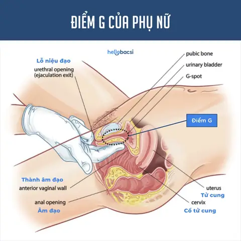 Điểm G Của Nữ Giới Là Gì? Tổng Hợp Từ A Đến Z Về Vùng Điểm G