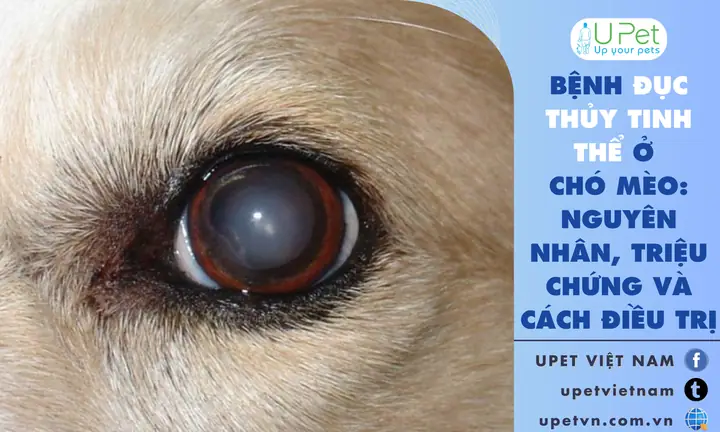 Đục Thủy Tinh Thể Ở Chó Mèo: Nguyên Nhân, Triệu Chứng & Cách Điều Trị Hiệu Quả