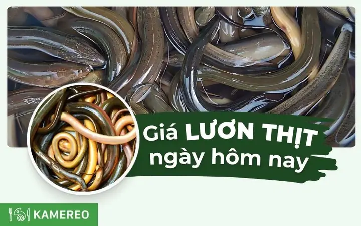 Giá Lươn Thịt Hiện Nay: Đánh Giá Chi Tiết Và Bảng So Sánh Nguồn Uy Tín