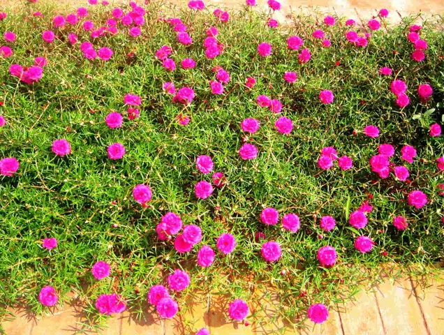 Hoa 10 Giờ Có Ý Nghĩa Gì? Giải Đáp Chi Tiết Về Loài Hoa Đặc Biệt Này