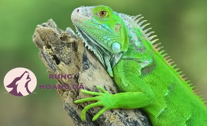 Kỳ Nhông Đổi Màu Giá Bao Nhiêu? Top 5 Nguồn Mua Uy Tín & Chi Tiết