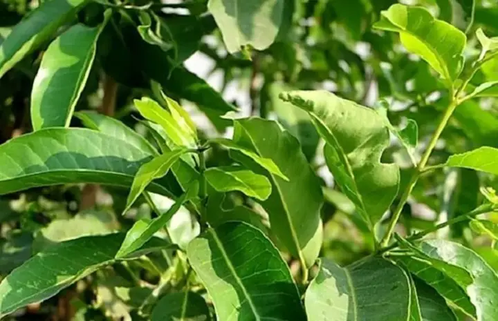 Lá Bói Trị Bệnh Gì? 15 Công Dụng Sức Khỏe Được Khoa Học Chứng Minh