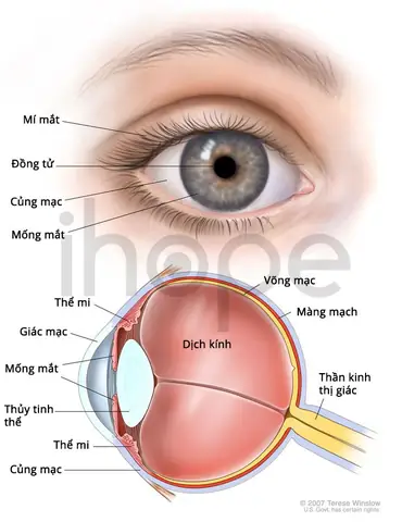 Mắt Không Tật Là Mắt: Khái Niệm Và Ứng Dụng Trong Thực Tế