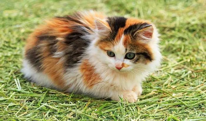 Mèo Tam Thể Là Gì? Giải Đáp Thắc Mắc Về Loài Mèo Ba Màu Đặc Biệt
