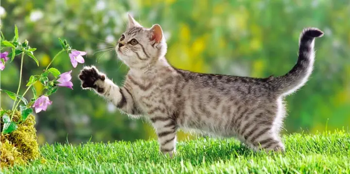 Mèo Vào Nhà Là Điềm Gì? Phân Tích Toàn Diện Từ Phong Thủy Đến Khoa Học