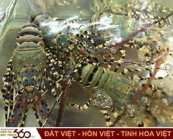 Nằm Mơ Thấy Tôm Số Mấy? Giải Mã Ý Nghĩa Và Bí Mật Số May Mắn