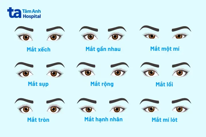 Những Kiểu Mắt Của Con Người: Phân Loại Chi Tiết Và Đặc Điểm
