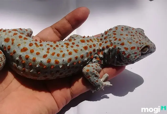 Tắc Kè Hoa Vào Nhà Hên Hay Xui