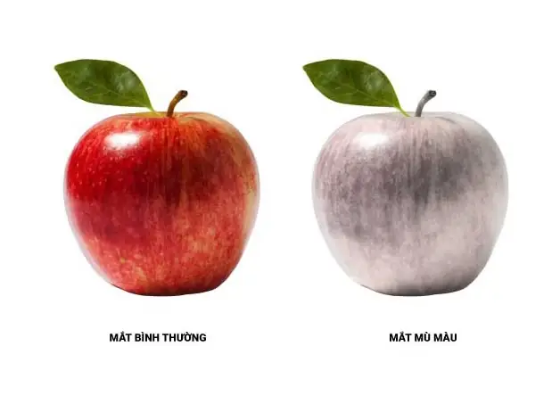 Mù Màu: Tại Sao Nam Giới Dễ Mắc Và Cách Ứng Phó