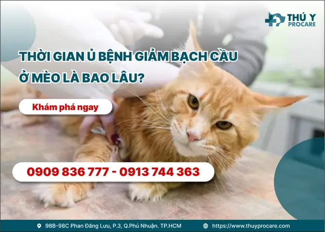 Thời Gian Ủ Bệnh Giảm Bạch Cầu Ở Mèo Là Bao Lâu? Cảnh Báo & Kiến Thức Cần Biết
