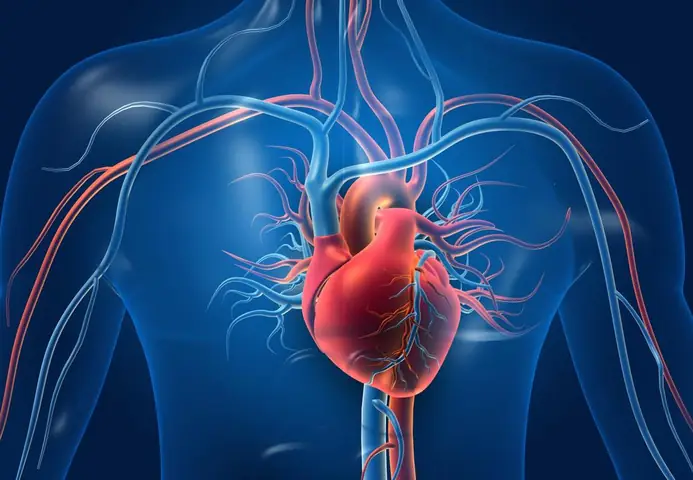 Tim Nằm Bên Trái Hay Bên Phải? Đáp Án Chính Xác
