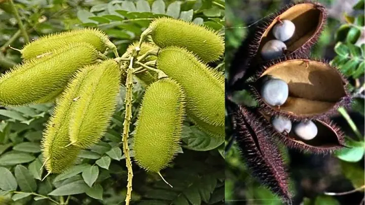 Trái Mắt Mèo Trị Bệnh Gì? Tổng Hợp Công Dụng Và Lưu Ý Quan Trọng