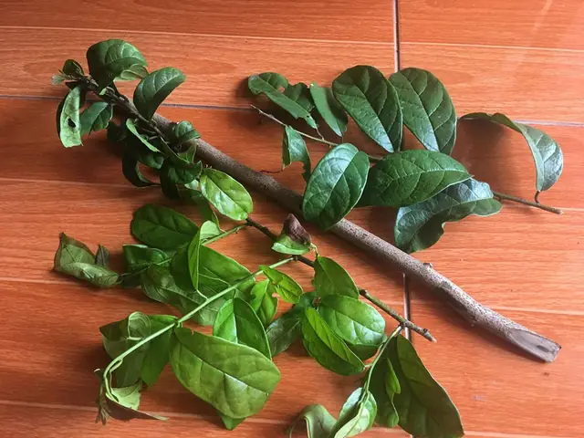 Lá Xạ Đen Có Tốt Không? So Sánh Chi Tiết Với Thân Xạ Đen