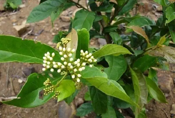 Cây Xạ Đen Là Gì? Khám Phá 4 Dòng Cây Và Công Dược Vàng Trong Y Học Dân Gian