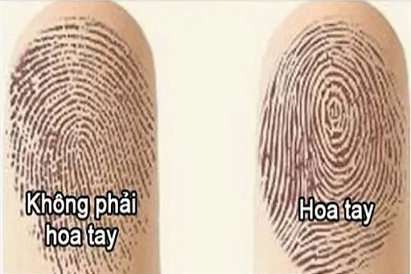 Bán Dầu Mù U Là Gì