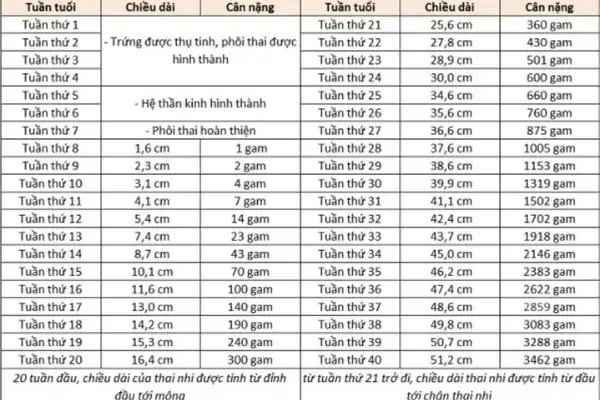 Bầu 18 Tuần Là Mấy Tháng