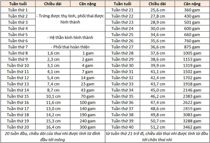 Bầu 20 Tuần Em Bé Nặng Bao Nhiêu