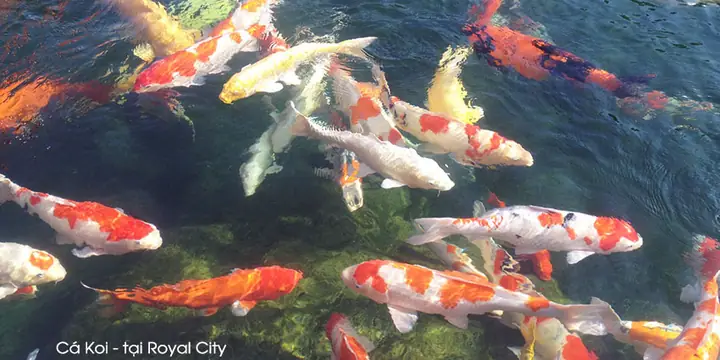 Bể Cá Koi Tại Royal City