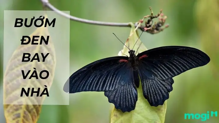 Bướm Đen Bay Vào Nhà Có Điềm Báo Gì