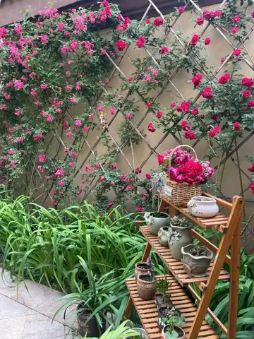 Các Kiểu Giàn Hoa Hồng Leo