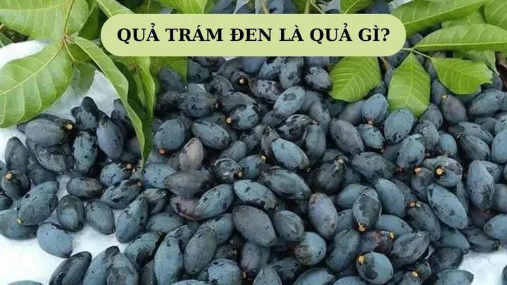 Cách Bảo Quản Quả Trám