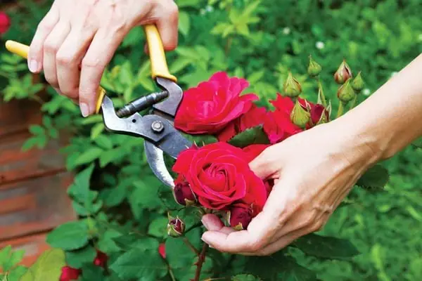 Cách Cắt Tỉa Hoa Hồng Leo