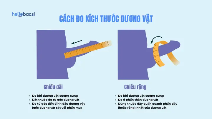 Cách Đo Đường Kính Cậu Nhỏ