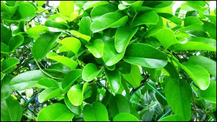 Cách Làm Thạch Sương Sâm Lông
