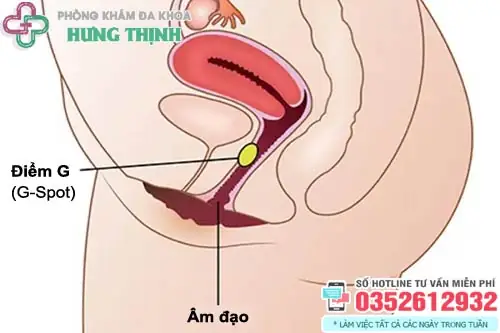 Cách Móc Điểm G Phụ Nữ