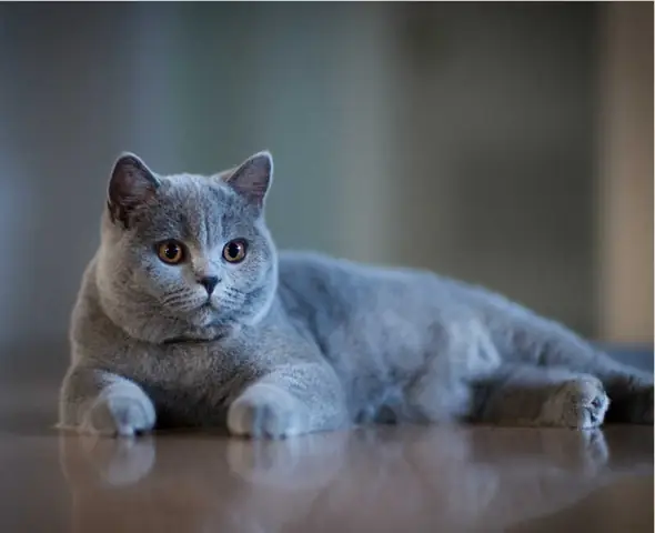 Cách Phối Giống Mèo Anh Lông Ngắn