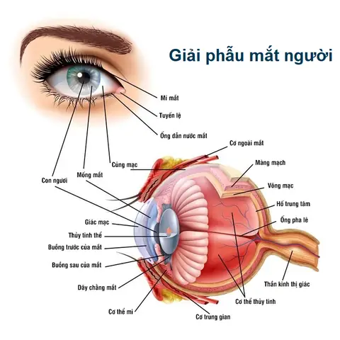 Cấu Tạo Và Chức Năng Các Bộ Phận Của Mắt