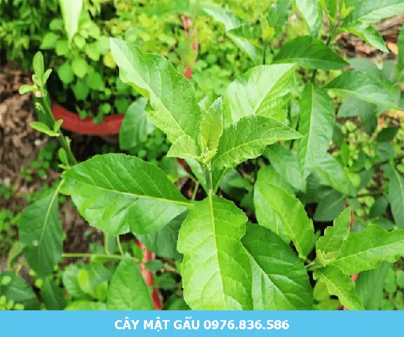 Cây Mật Gấu Có Mấy Loại