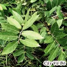 Cây Vú Bò Có Mấy Loại