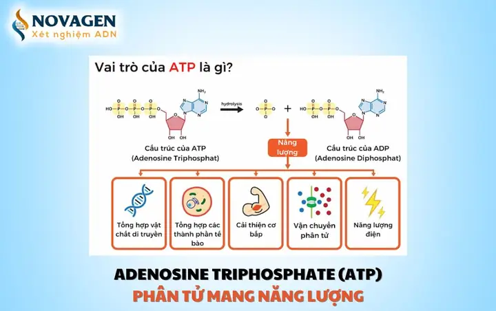 Chức Năng Của Atp Là Gì