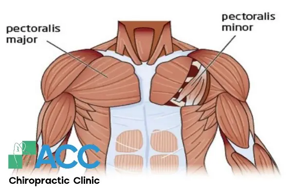 Cơ Ngực Có Tác Dụng Gì