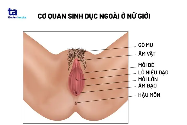 Co Quan Sinh Duc Nu