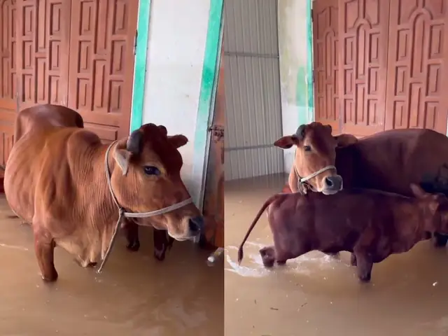 Con Bò Có Biết Bơi Không