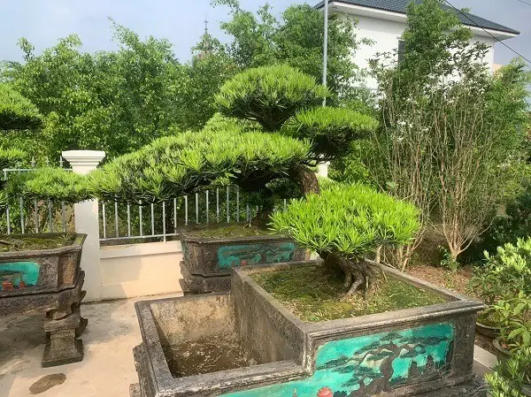 Dáng Tùng La Hán Đẹp